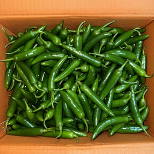 아삭이 풋고추 못난이 모닝 고추 아삭고 1KG 5KG [원산지:국산], 못난이3KG, 1개