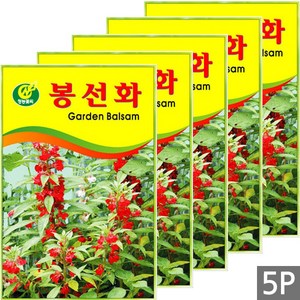 세인화분 봉선화 50립, 5개