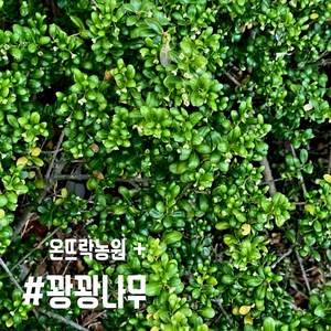 꽝꽝나무 묘목 50-60cm 최상품 4계절 늘 푸릇푸릇 울타리나무 조경수 [온뜨락농원 plus], 1개