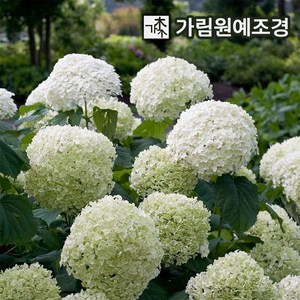 미국수국 아나벨 스트롱아나벨 핑크아나벨, 스트롱아나벨 4치장포트, 1개