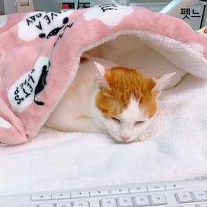 펫느 강아지 고양이 담요 이불 켄넬 방석, 당근, 1개