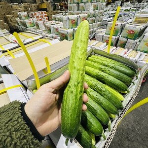 가락 국내산 백오이 백다다기 오이 특상, 2개, 200g 내외