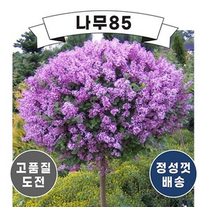 (나무85) 사계왜성향기라일락 5종 시리즈, 4.레드픽시 스탠다드형 (키 150cm 내외), 1개