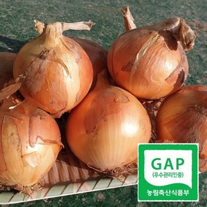 [GAP산지직송] 국내산 양파 2kg 3kg 5kg 햇양파, 중 3kg, 1개