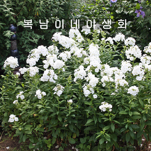 프록스 다비드 [1포트 복남이네야생화 모종 화이트 플록스 데이비드 phlox], 1개