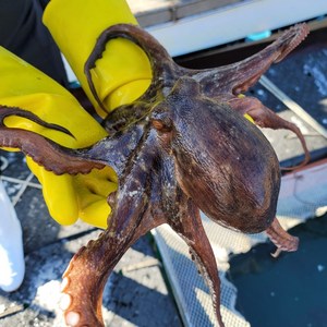 당일조업 통영 돌문어 자연산 활문어 산지직송, 1박스, 1.5kg (제수용 1미)