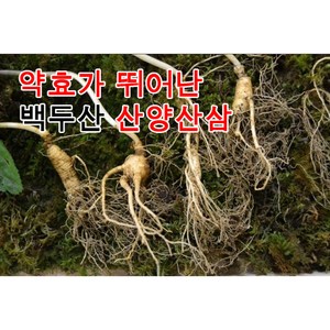 백두산 16년근 산양산삼 야생산삼 약효과 뛰어난 야생산삼, 60g, 1개