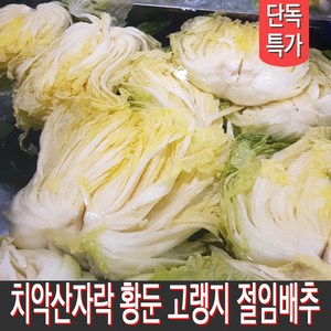 [MD추천] 직접 재배하고 절인 강원도절임배추 고랭지배추 김장배추 20kg 출고일선택, 11월 14일출발 15일도착