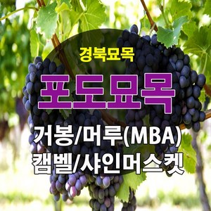 [경북농원] 포도나무 삽목묘 접목묘 /캠벨/거봉/머루포도(MBA)/샤인머스켓/블랙사파이어, 샤인머스켓 삽목1년생, 1개