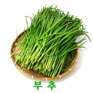 싱싱한 부추2kg 4kg 웰빙체소, 부추4kg, 1박스