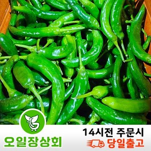 ( 오 일 장 상회 ) 국내산 오이고추 아삭이고추 오이맛고추 안매운고추 <상등급> 5kg 10kg, 1개, <상등급>10kg