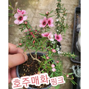 매화꽃-호주매화 핑크/겨울에 피어나는 꽃 매화의 꽃말은 기품 품격, 1개