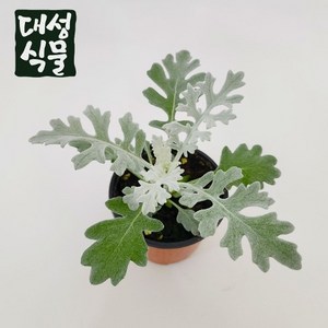 백묘국 크리스마스 설국 실내공기정화식물 국화 소품 대성식물, 1개