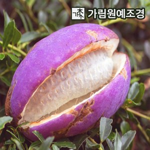 으름나무 대과종 유실수 가림원예조경, 홍화으름(대과종) 결실주, 1개, 홍화으름(대과종) 결실주