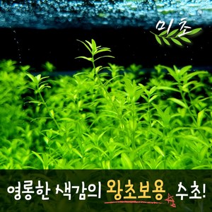 [미초]펄그라스 수초 25촉 / 유경수초 / 초보자 수초 / 치어 수초, 1개