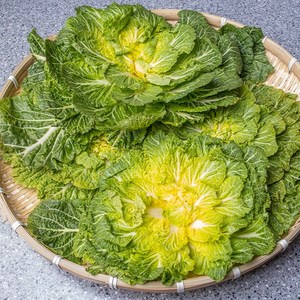 해풍맞은 해남 봄동, 1개, 4kg(봄동)