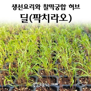 [모종심는아빠] 생선요리의 향신료 딜 팍치라오 모종, 모종3포트, 1개