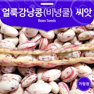 비넝쿨 얼룩 강낭콩 씨앗 콩씨앗 종자 토종 씨 30g, 1개