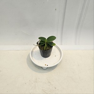 플랜츠영 대옆풍난 풍난 소품 난 반려식물 미니소품 공기정화 05-08cm