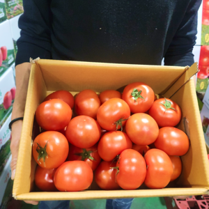 [가락시장 직송] 눈으로 확인하고 사는 특품 완숙토마토 정품 찰토마토, 1개, 중대과2.5kg