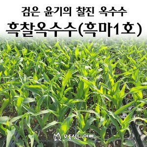 [모종심는아빠] 검은 윤기가 좌르르 찰진 흑찰옥수수 모종, 모종12포트, 1개