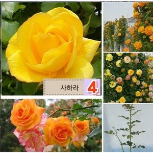 [별사탕]유럽덩쿨장미(사하라), 1개
