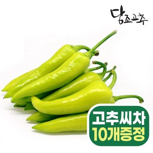 혈당조절 당조고추 1kg 모악산 당고추, 1개