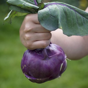 농가신선 제주 콜라비 아삭 달콤한 제철 특품, 1박스, 2kg