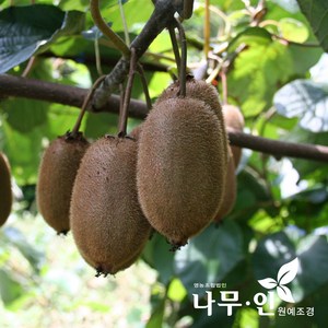 [나무인] 노란키위 묘목세트(암나무1개+숫나무1개)