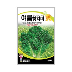 여름청치마 3000립 상추씨앗 여름 전용 상추 다수확, 1개