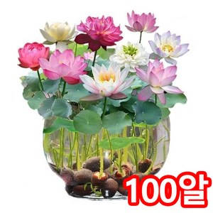 녹색생활관 연꽃 씨앗 연못 수중재배 꽃씨앗 미니연꽃수련연꽃식물 50/100/200/300/400/500/1000개, 100개
