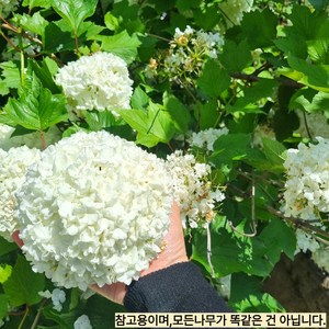 같이가치농원 수국나무 (불두화) H1.2전후 대품