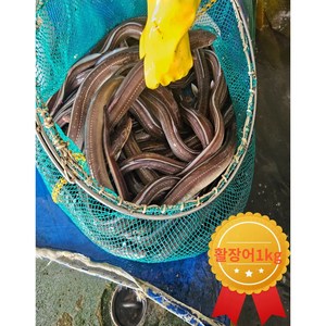 보양식 벌떡 바다장어 특대 소스2종포함 손질바다장어 구이용, 활장어특대1kg(1~3미), 1개