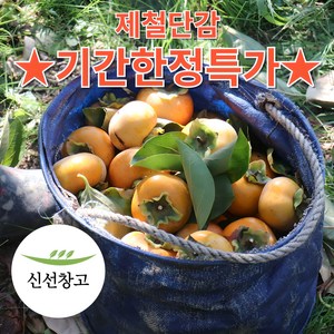 국내산 단감 시기별 최적 품종 고당도 단감, 1박스, 10kg