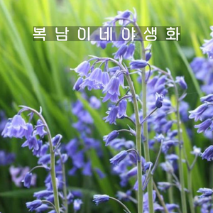 잉글리쉬블루벨 퍼플 [2포트 포트당2구식재 복남이네야생화 bluebell], 2개