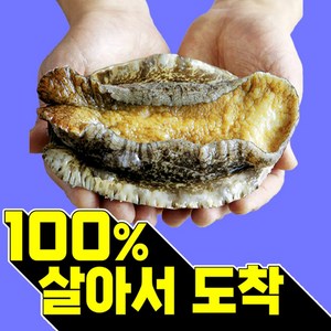 복다미 전복선물세트 특대 완도전복직거래, 3호 1kg, 1세트, 1kg