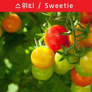 스위티 체리 Sweetie Chey달콤한 희귀토마토 교육체험용 세트, 1개