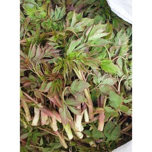 울릉도 삼나물 1kg 눈개승마 울릉도나물 [자연산], 1개