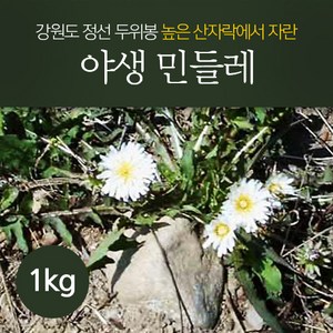 생민들레 전초(잎+뿌리) - 야생 민들레, 생민들레(잎+뿌리), 1개, 1kg