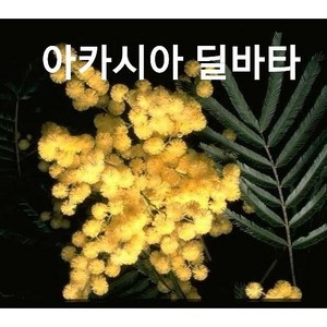 외목대 아카시아 (딜바타, 3개, 아카시아(딜바타