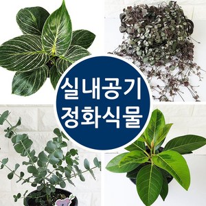 [모종가게]실내공기정화식물 인테리어, 커피나무, 1개