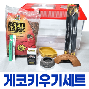 하우스&듄게코 키우기 필수 세트 [초보 입문자용], 듄게코, 기본, 1개