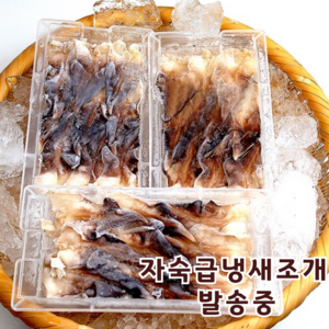 산지직송 자연산 여수 새조개 2kg 실중량 500 내외, 1개, 250g