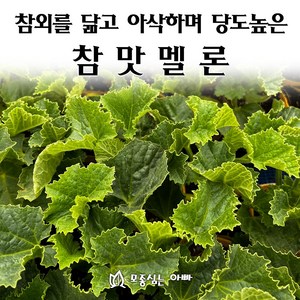 [모종심는아빠] 참외의 외관으로 아삭하고 당도높은 참맛 멜론 모종, 모종, 1개