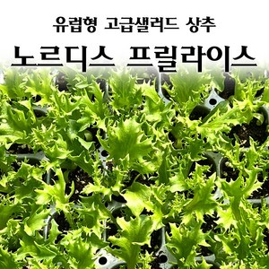 [모종심는아빠] 유럽형 고급 샐러드 상추 노르디스프릴라이스 모종 유럽상추, 3개