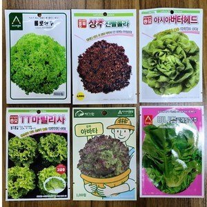 유럽상추 씨앗 6종 버터헤드 롤로상추 아바타 마릴리사 진빨롤라 미니컵로메인 (롤로로사), 버터헤드(100립), 1개