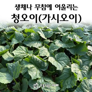 [모종심는아빠] 생채나 무침에 어울리는 청오이 모종, 모종3개, 1개