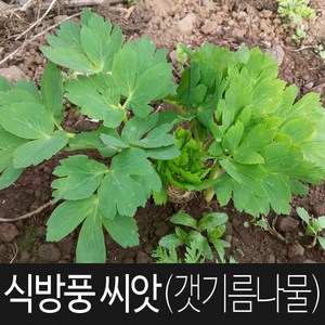 식방풍 씨앗 방풍 종자 갯기름 나물 약초 약용 씨 1g, 1개