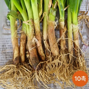 파모종 삼동파 조선파 모종 주아 그린가든, 1개