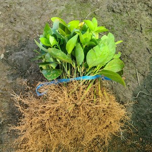 사철나무 1년 모종 상록수 울타리 나무 4계절 늘 푸릇푸릇 50주-무료배송 [온뜨락농원 plus], 그린, 50개